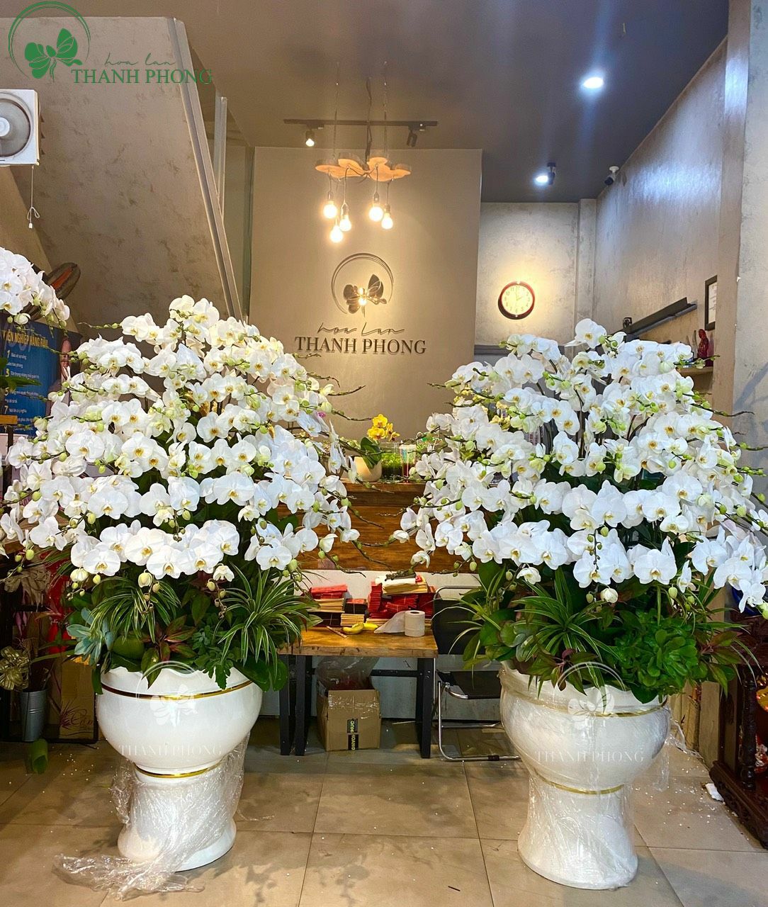 Chậu Lan Hồ Điệp làm quà tặng giá trị Chậu Lan Hồ Điệp làm quà tặng giá trị