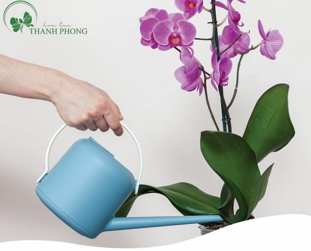 Lưu ý khi tưới nước cho cây Lưu ý khi tưới nước cho cây