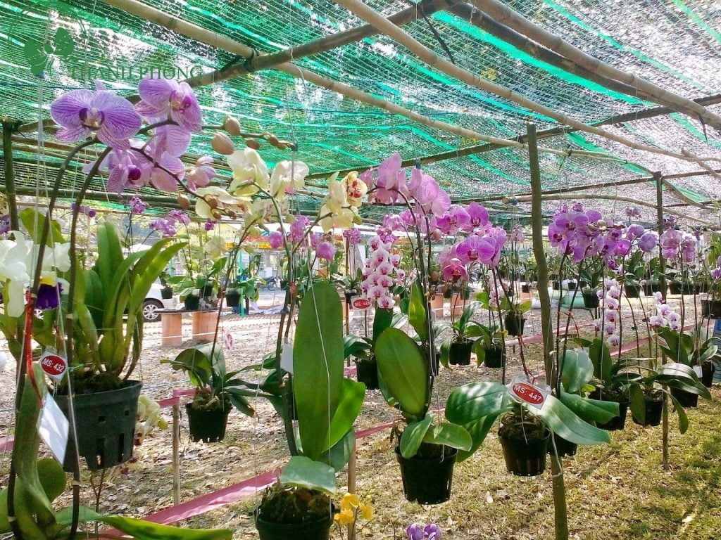 Lan hồ điệp được trồng dưới dàn che tránh ánh nắng trực tiếp Lan hồ điệp được trồng dưới dàn che tránh ánh nắng trực tiếp