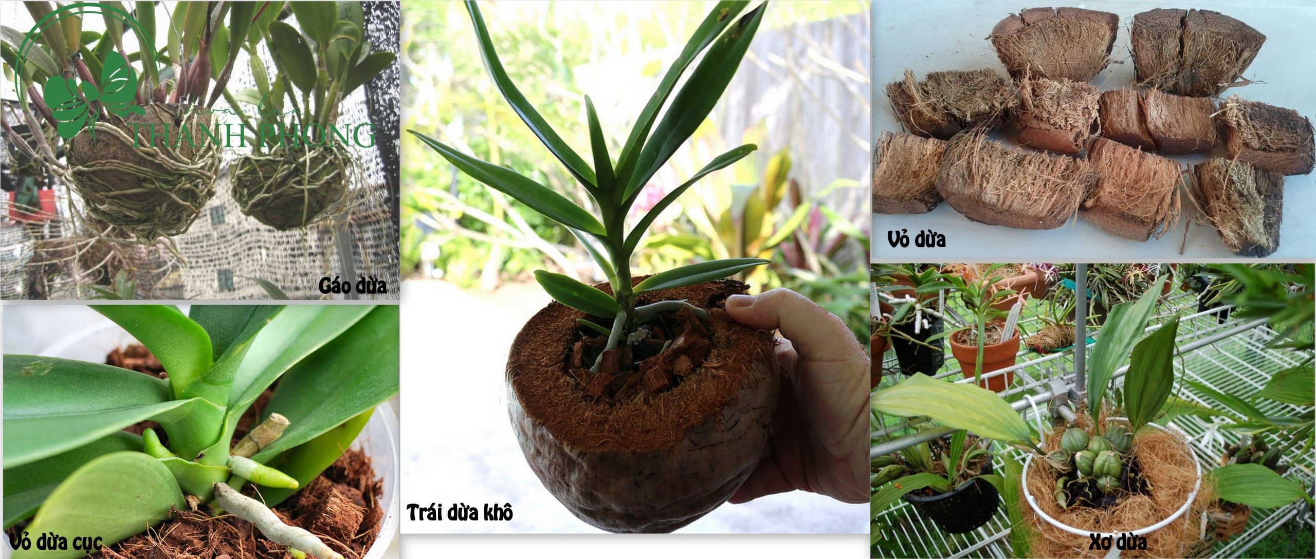 Giá thể trồng lan hồ điệp Giá thể trồng lan hồ điệp