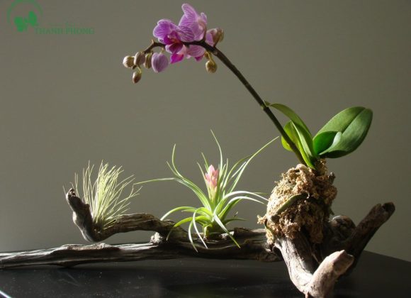 Gỗ Lũa Ghép Lan Có Những Ưu Nhược Điểm Như Thế Nào? Thành phẩm sau khi ghép lan vào gỗ lũa