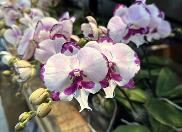 Cung Bạch Dương Hợp Với Hoa Gì? Cung Bạch Dương Hợp Với Hoa Gì?